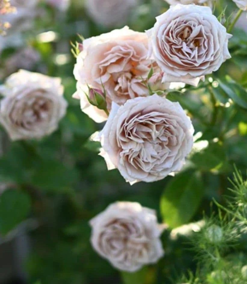 薔薇：樹勢抜群！！河本バラ園・四季咲き・耐病性で育てやすい！！【パニエ】大苗