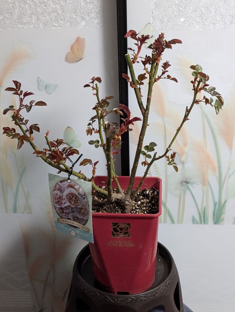 薔薇：樹勢抜群！！河本バラ園・四季咲き・耐病性で育てやすい！！【パニエ】大苗