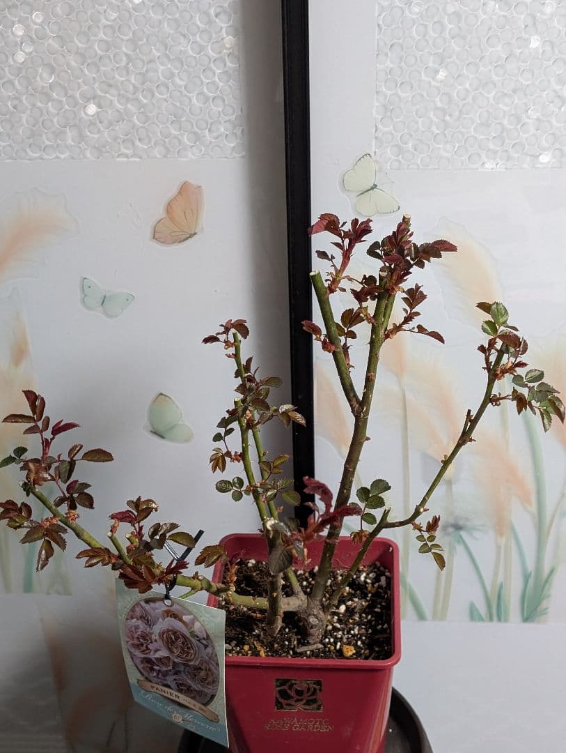 薔薇：樹勢抜群！！河本バラ園・四季咲き・耐病性で育てやすい！！【パニエ】大苗