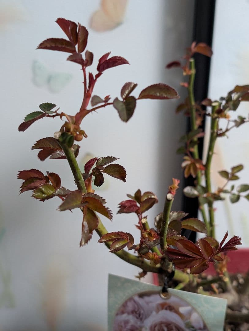 薔薇：樹勢抜群！！河本バラ園・四季咲き・耐病性で育てやすい！！【パニエ】大苗