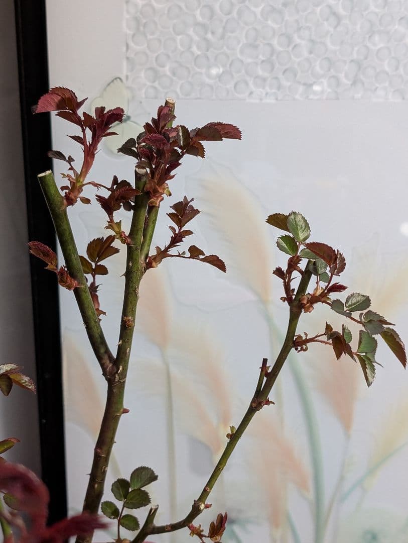 薔薇：樹勢抜群！！河本バラ園・四季咲き・耐病性で育てやすい！！【パニエ】大苗