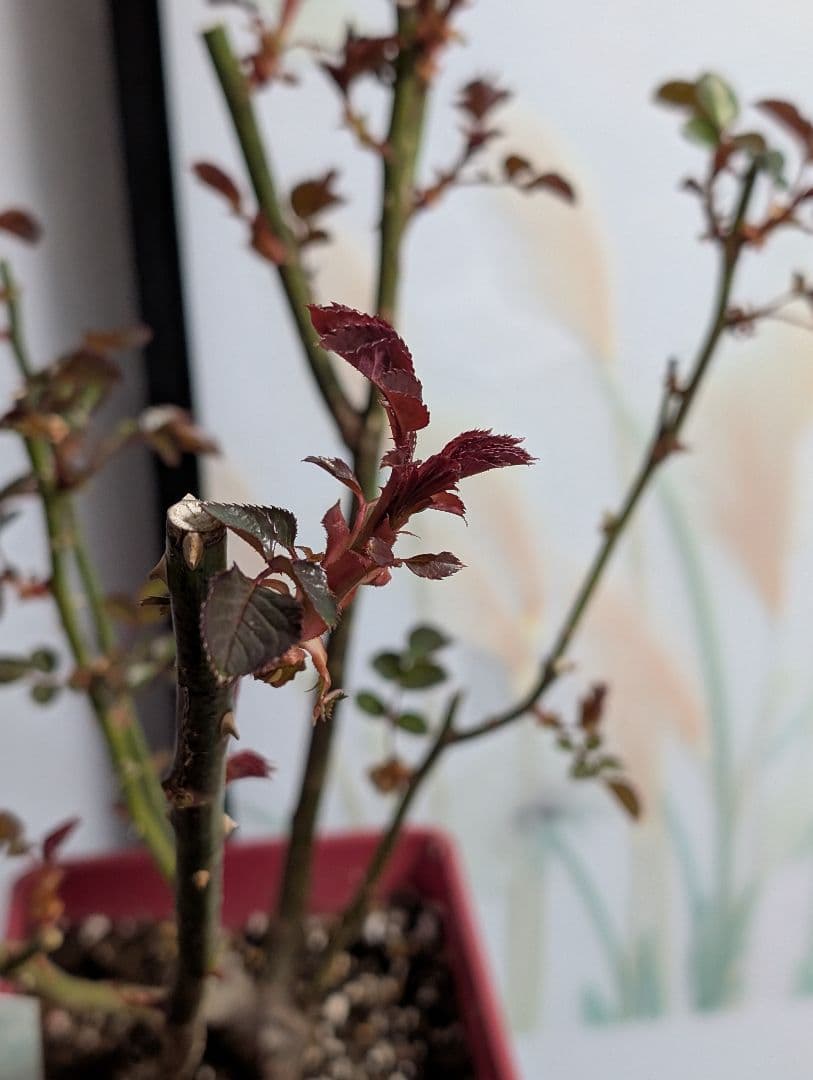 薔薇：樹勢抜群！！河本バラ園・四季咲き・耐病性で育てやすい！！【パニエ】大苗