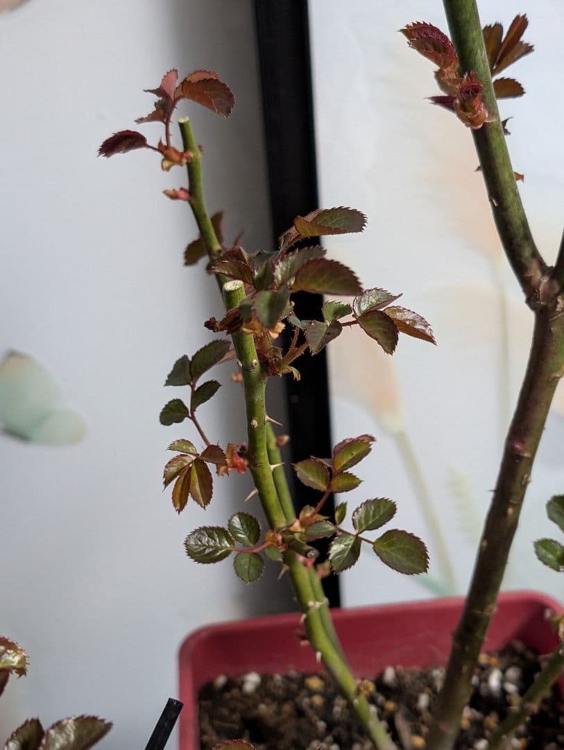 薔薇：樹勢抜群！！河本バラ園・四季咲き・耐病性で育てやすい！！【パニエ】大苗