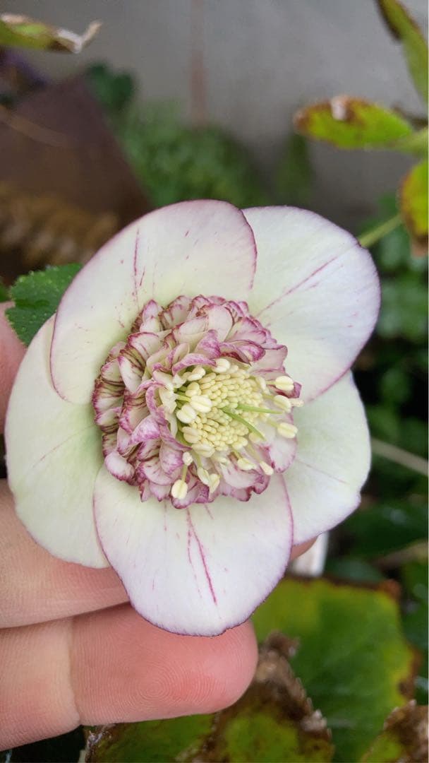 クリスマスローズ　ピコティセミダブル