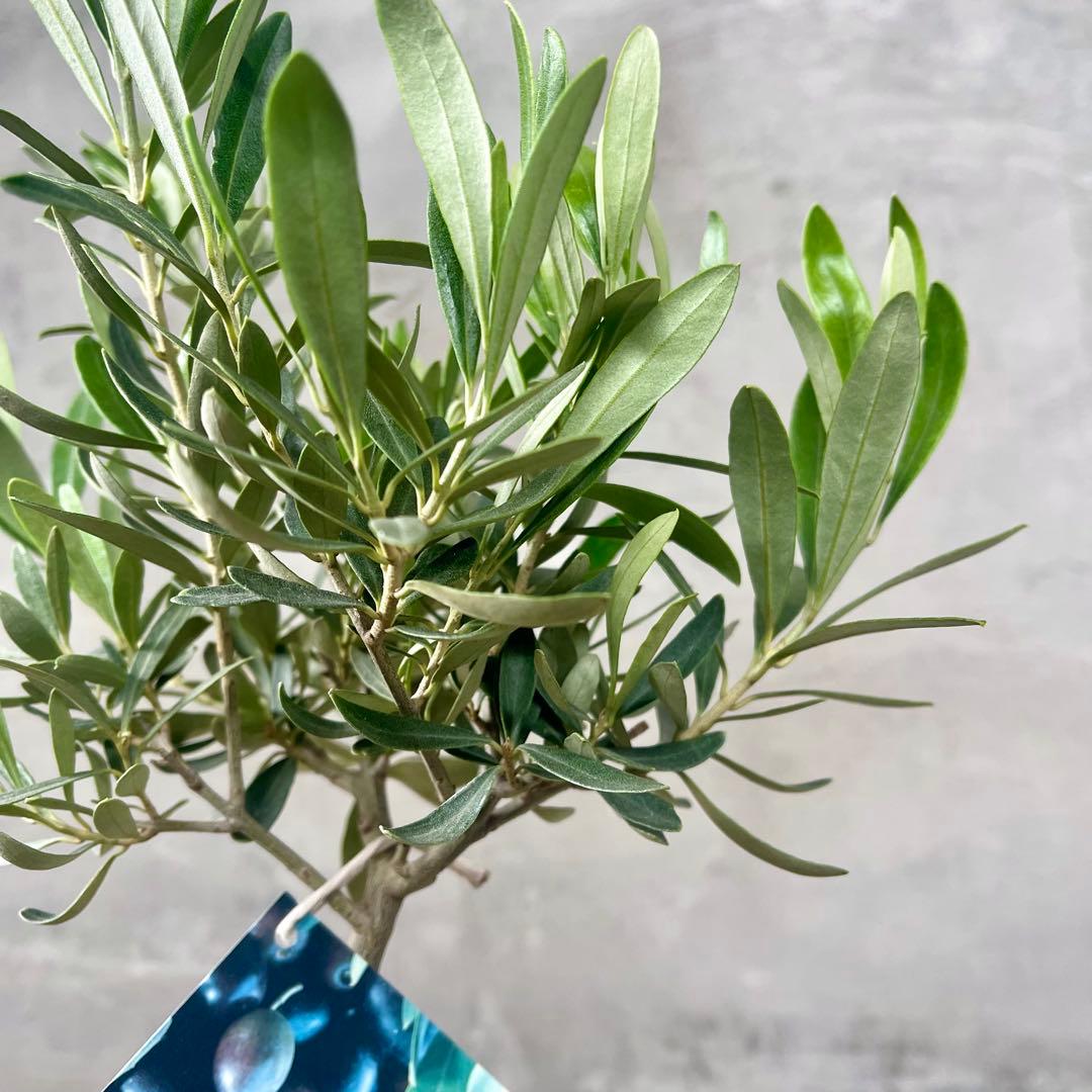 Souju オリーブ　【シプレッシーノ】 陶器鉢　植え込み発送