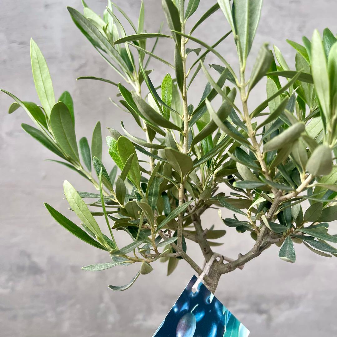 Souju オリーブ　【シプレッシーノ】 陶器鉢　植え込み発送