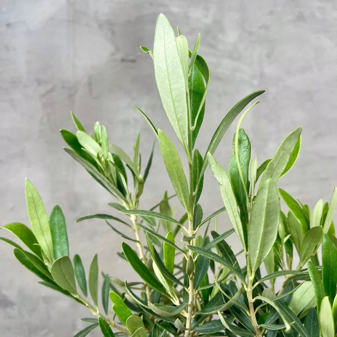Souju オリーブ　【シプレッシーノ】 陶器鉢　植え込み発送