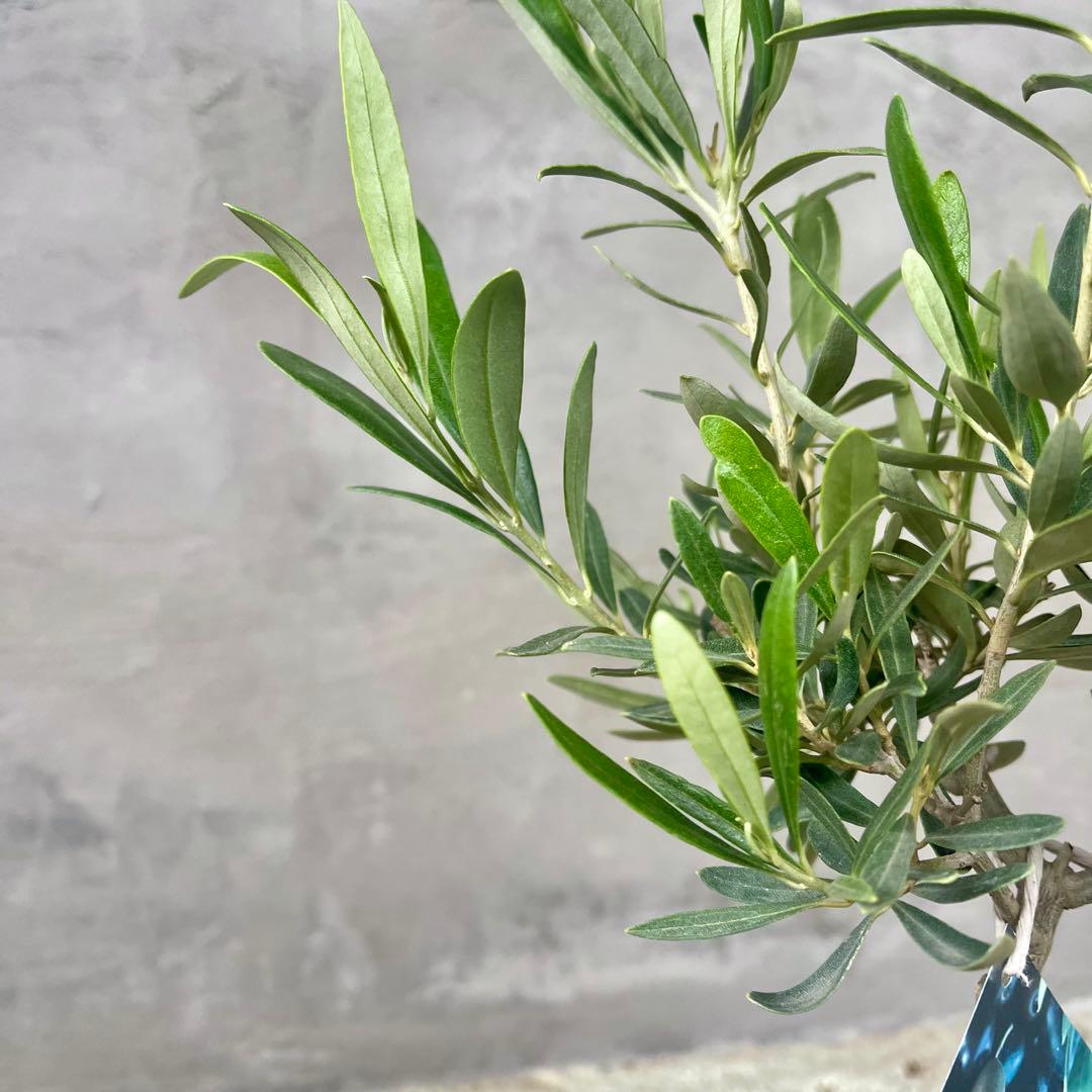 Souju オリーブ　【シプレッシーノ】 陶器鉢　植え込み発送