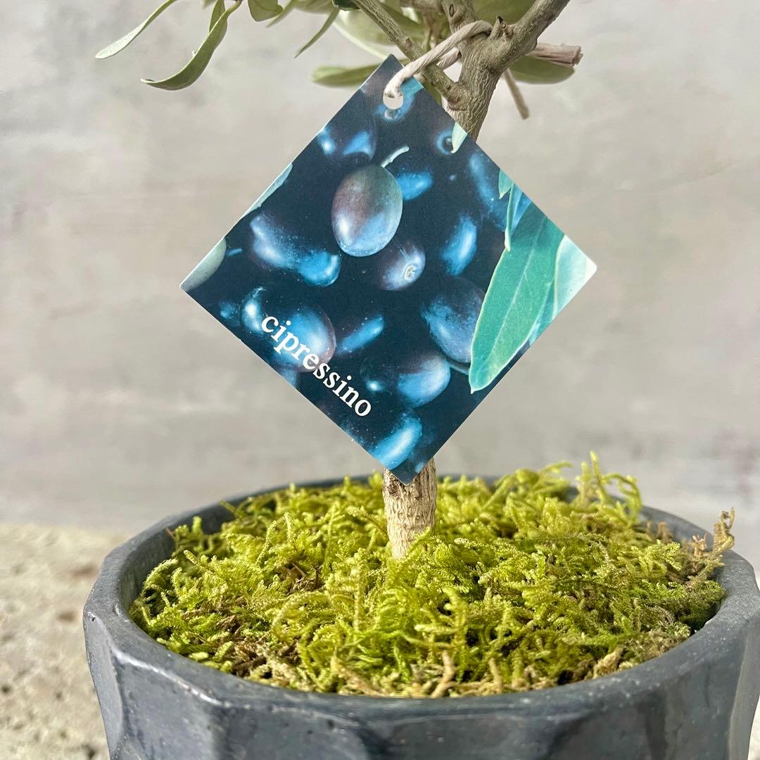 Souju オリーブ　【シプレッシーノ】 陶器鉢　植え込み発送