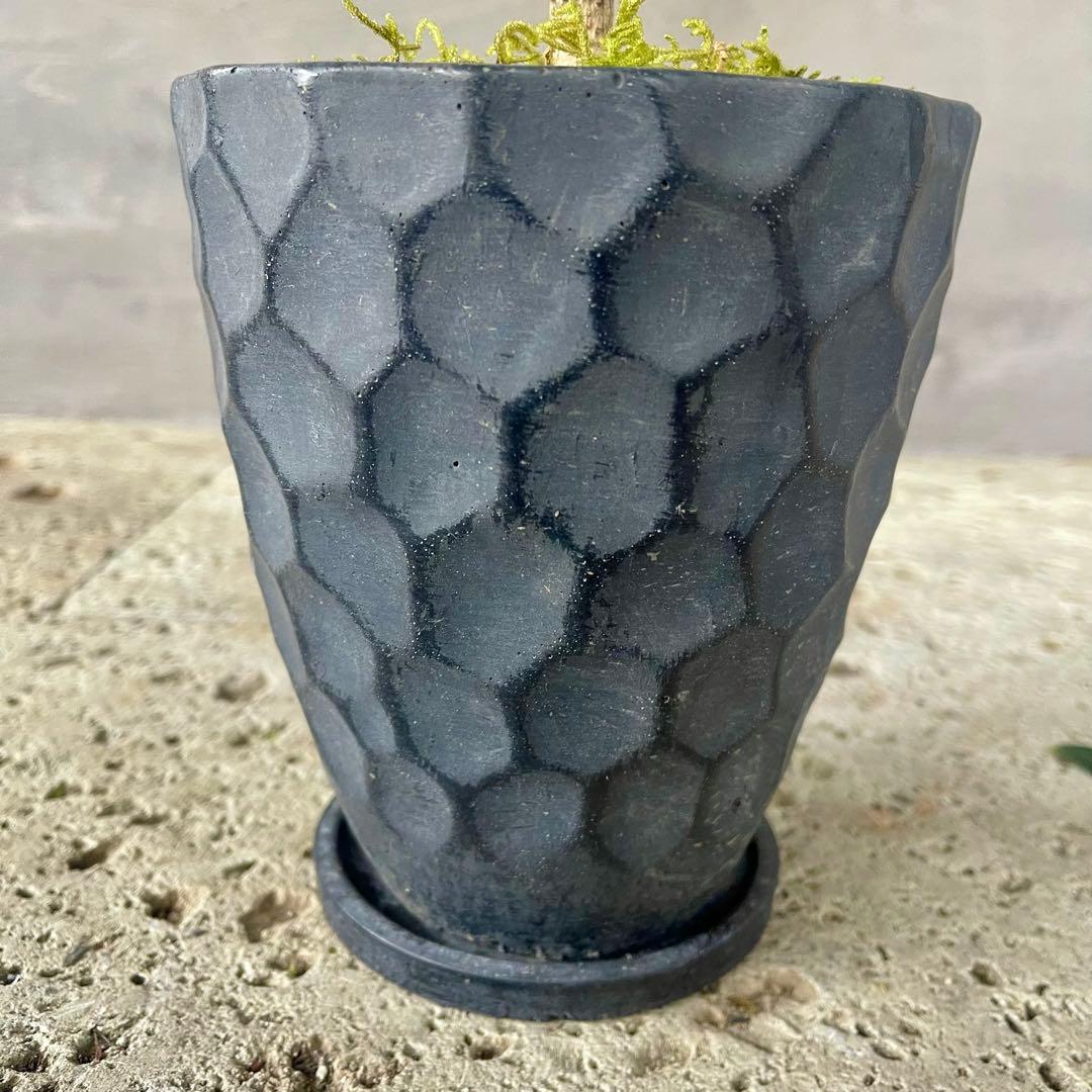 Souju オリーブ　【シプレッシーノ】 陶器鉢　植え込み発送