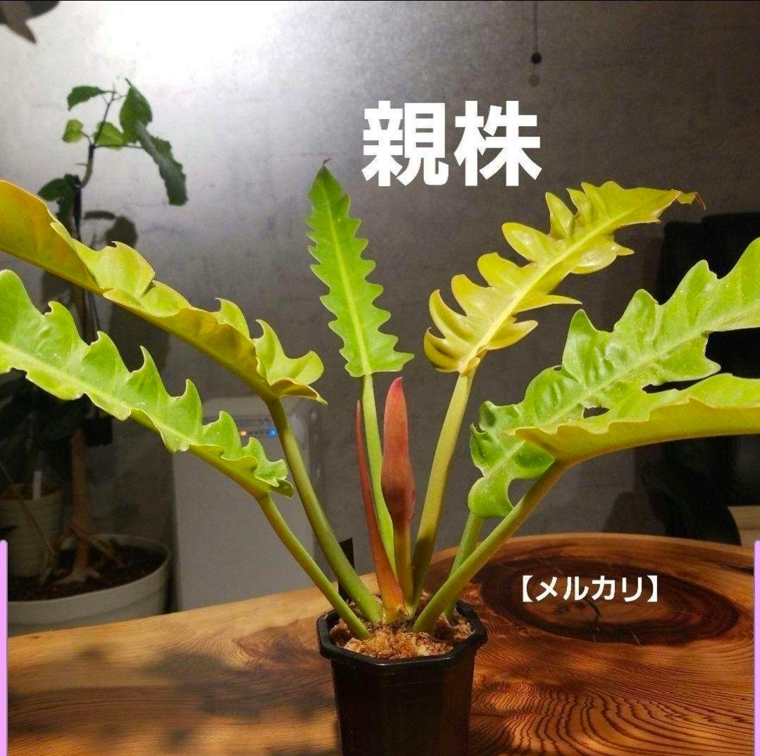 【フィロデンドロン ゴールデンクロコダイル】希少 トップカット 発根済み