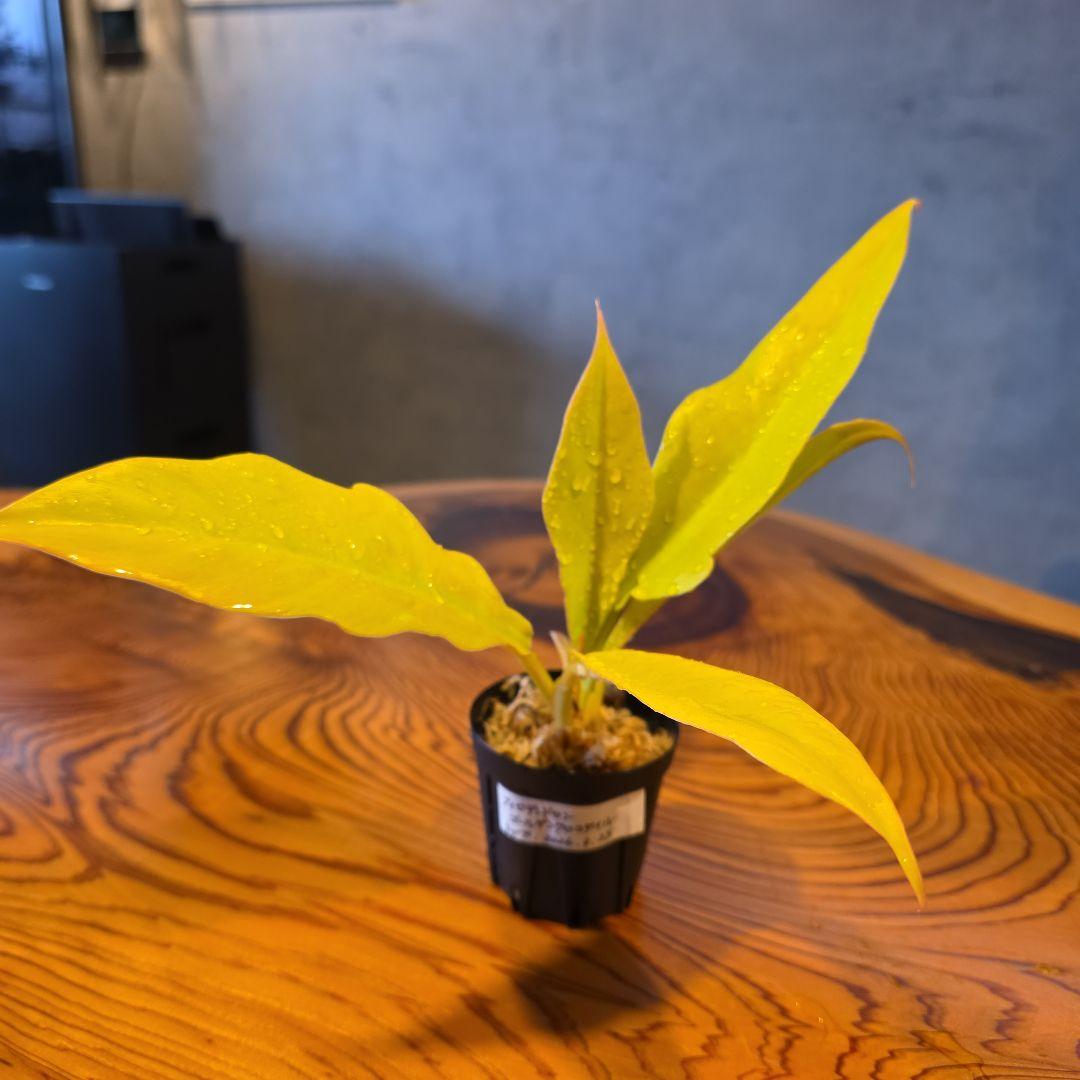 【フィロデンドロン ゴールデンクロコダイル】希少 トップカット 発根済み