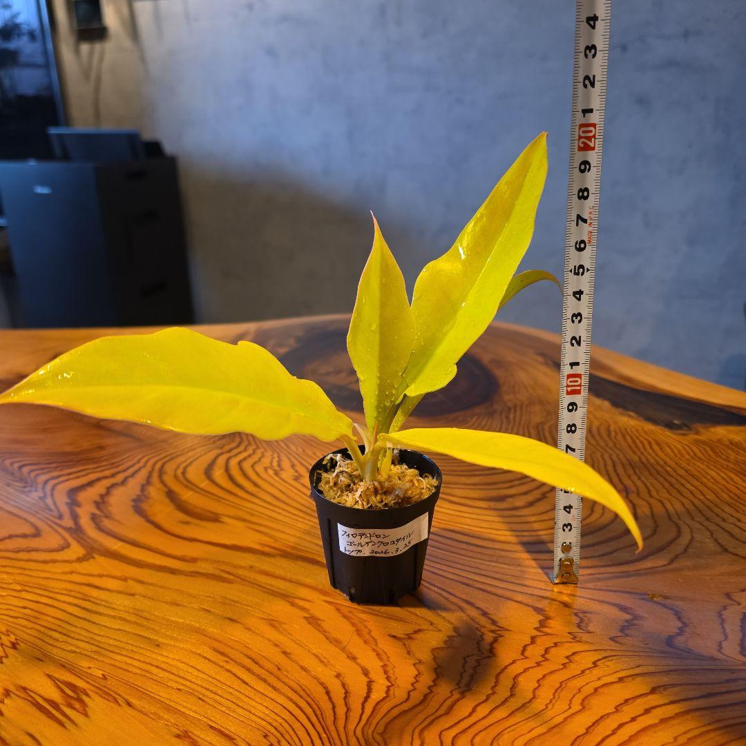 【フィロデンドロン ゴールデンクロコダイル】希少 トップカット 発根済み