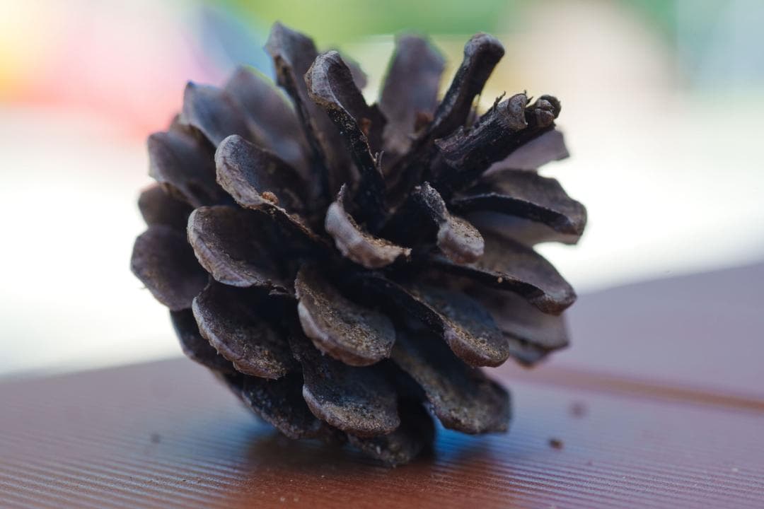 【完動】作例有 Nikon ニコン Micro-Nikkor 55mm F2.8