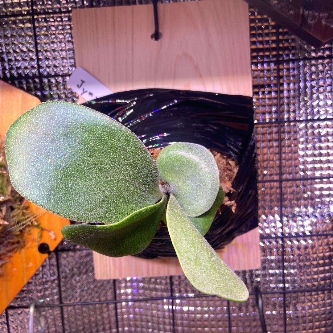 ホワイトミスターオート、デラロッチャ、ジンクスセット