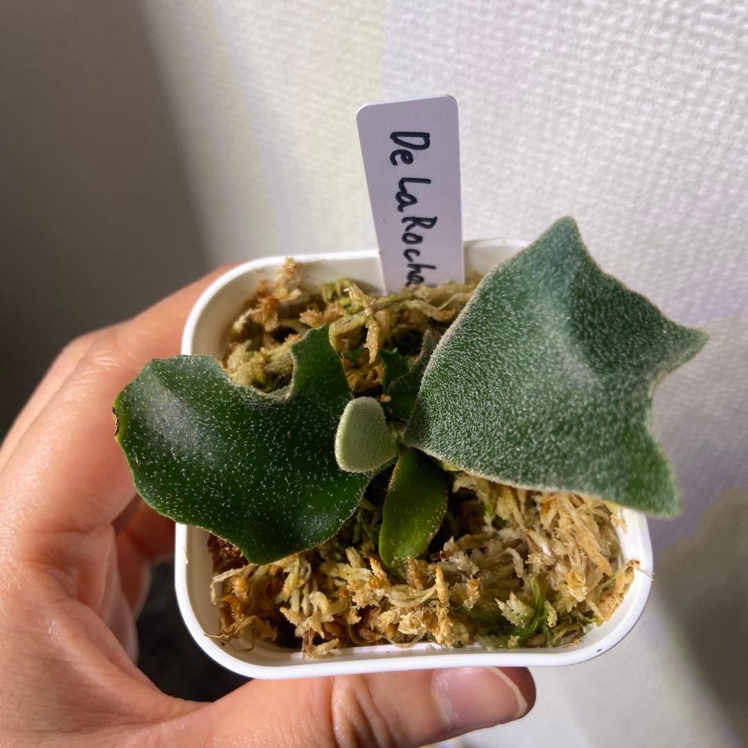 ホワイトミスターオート、デラロッチャ、ジンクスセット