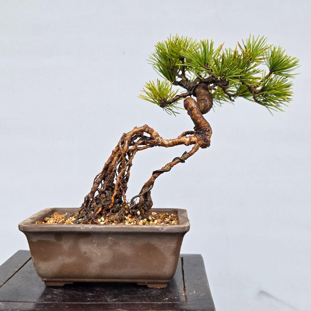 五葉松　[根上がり木]　ミニ盆栽素材
