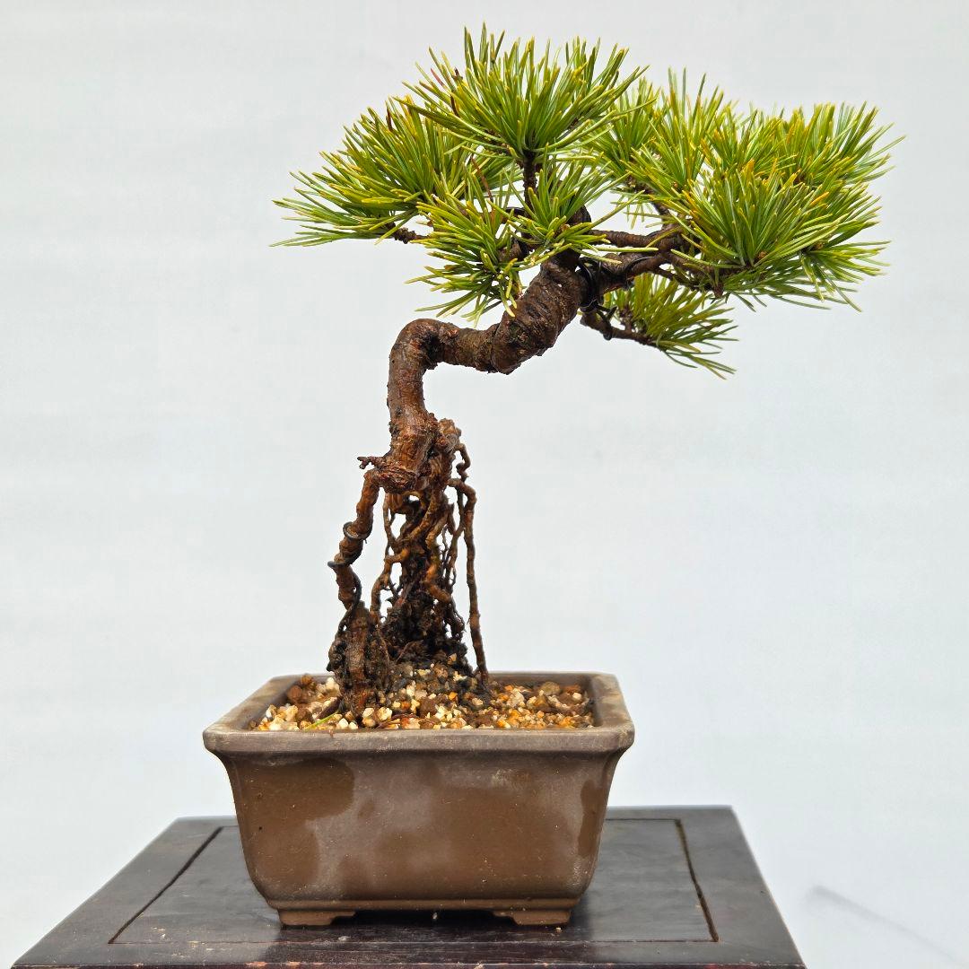 五葉松　[根上がり木]　ミニ盆栽素材