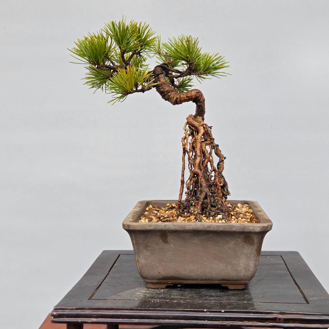 五葉松　[根上がり木]　ミニ盆栽素材