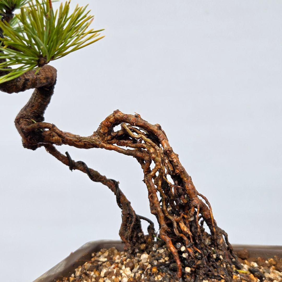 五葉松　[根上がり木]　ミニ盆栽素材