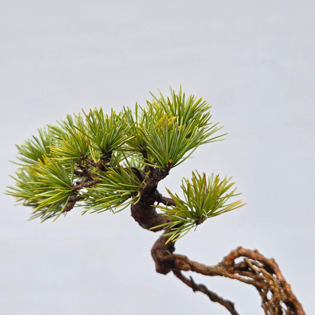 五葉松　[根上がり木]　ミニ盆栽素材