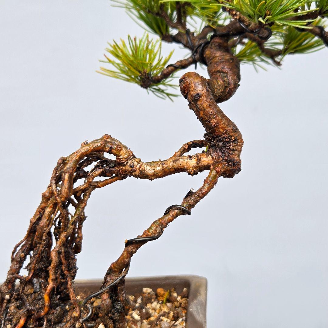 五葉松　[根上がり木]　ミニ盆栽素材