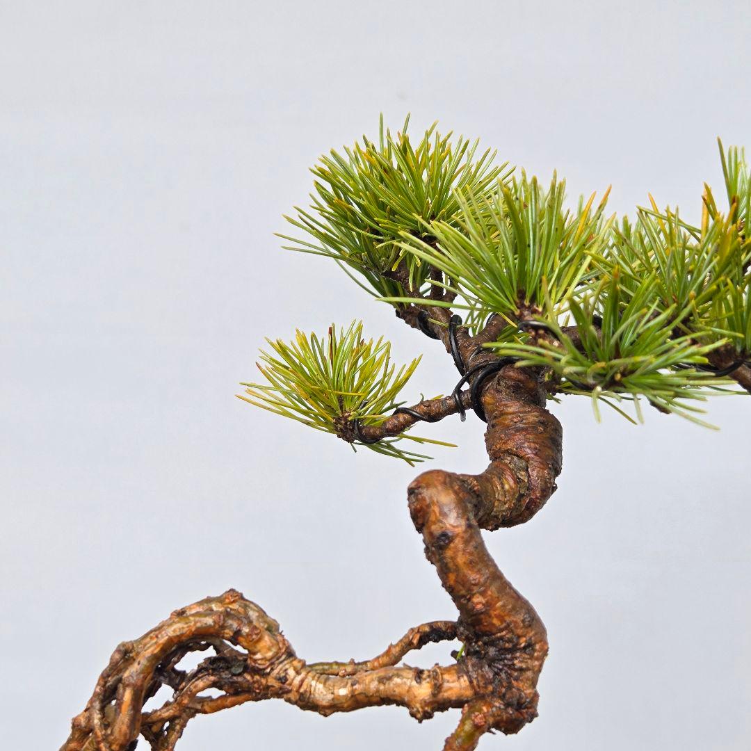 五葉松　[根上がり木]　ミニ盆栽素材