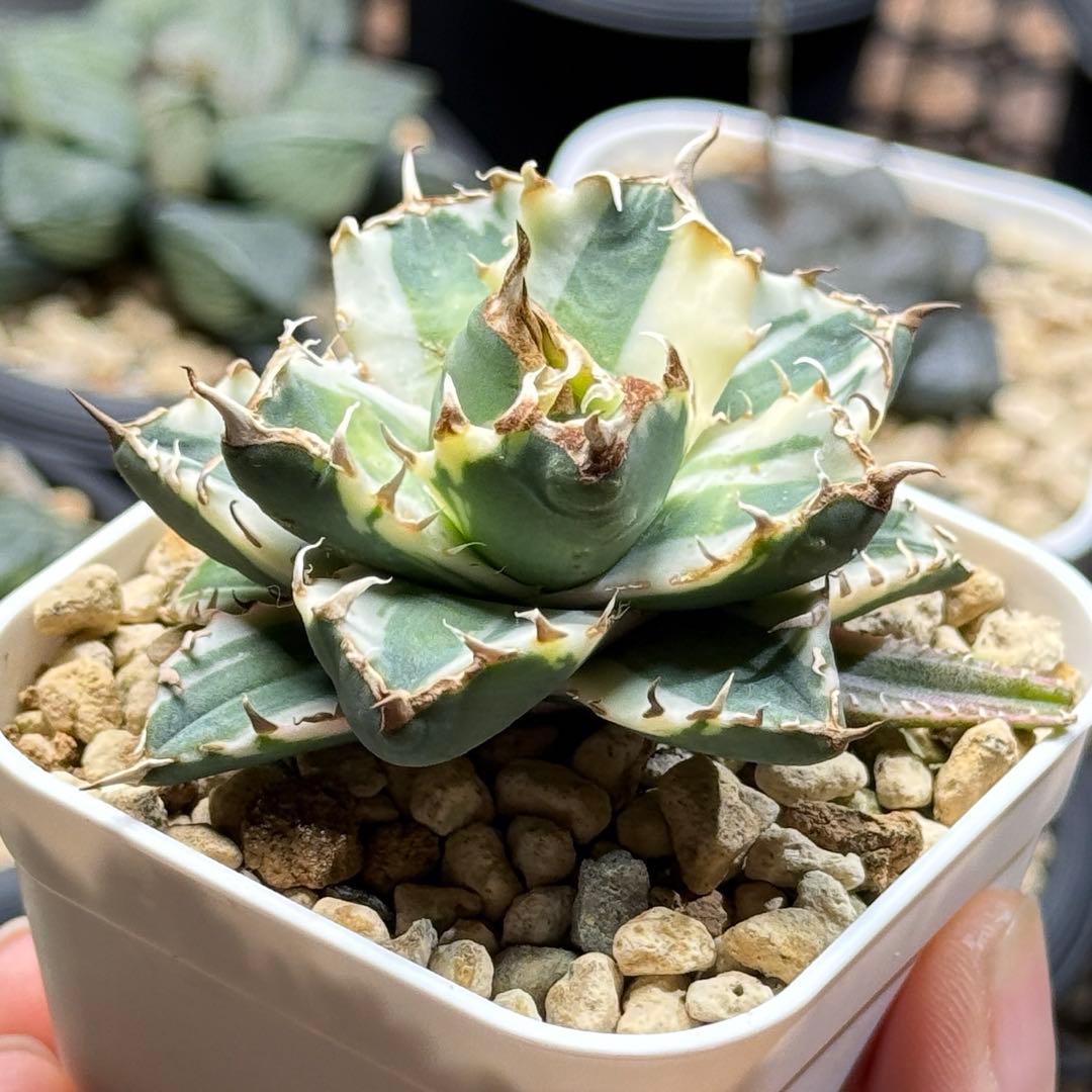 アガベ_姫厳竜錦