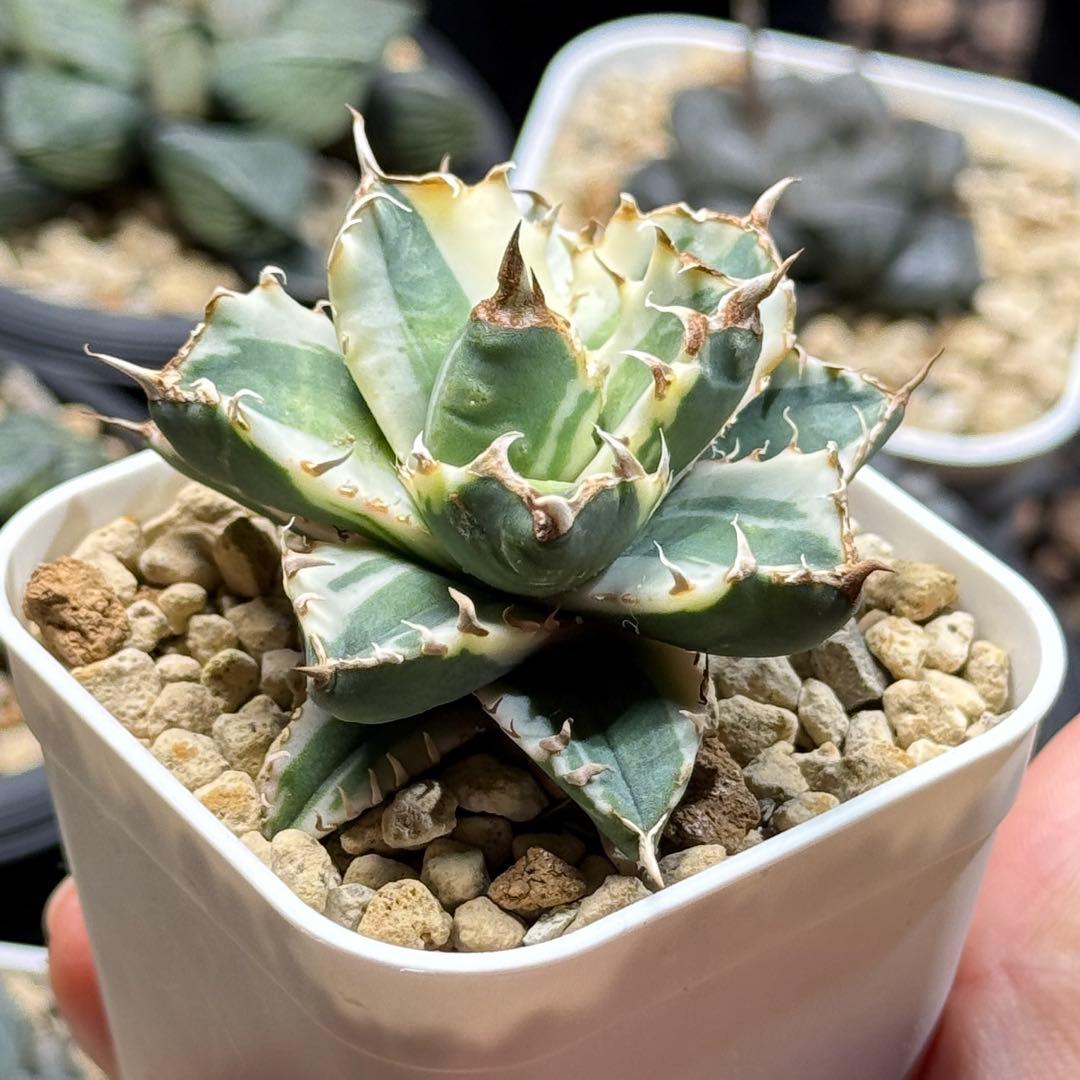 アガベ_姫厳竜錦