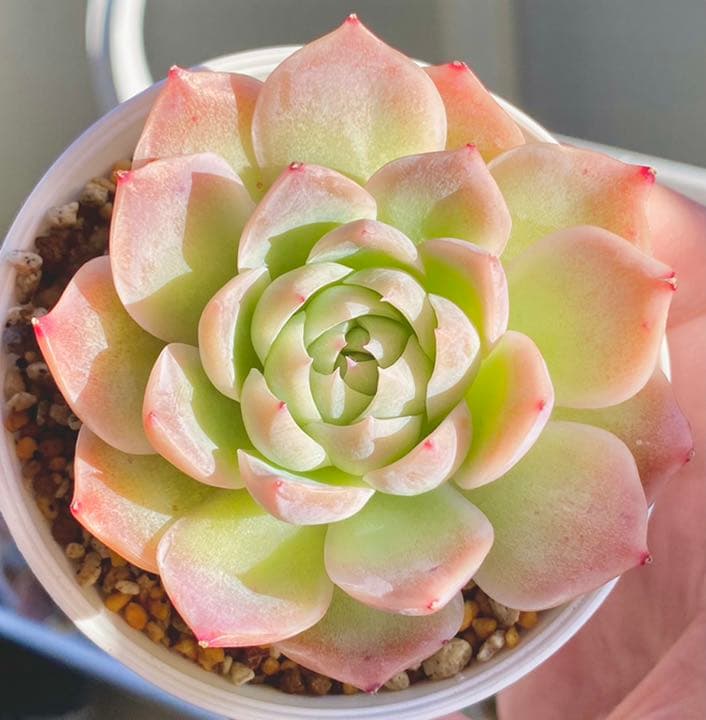 多肉植物　エケベリア　カリビアンブルー