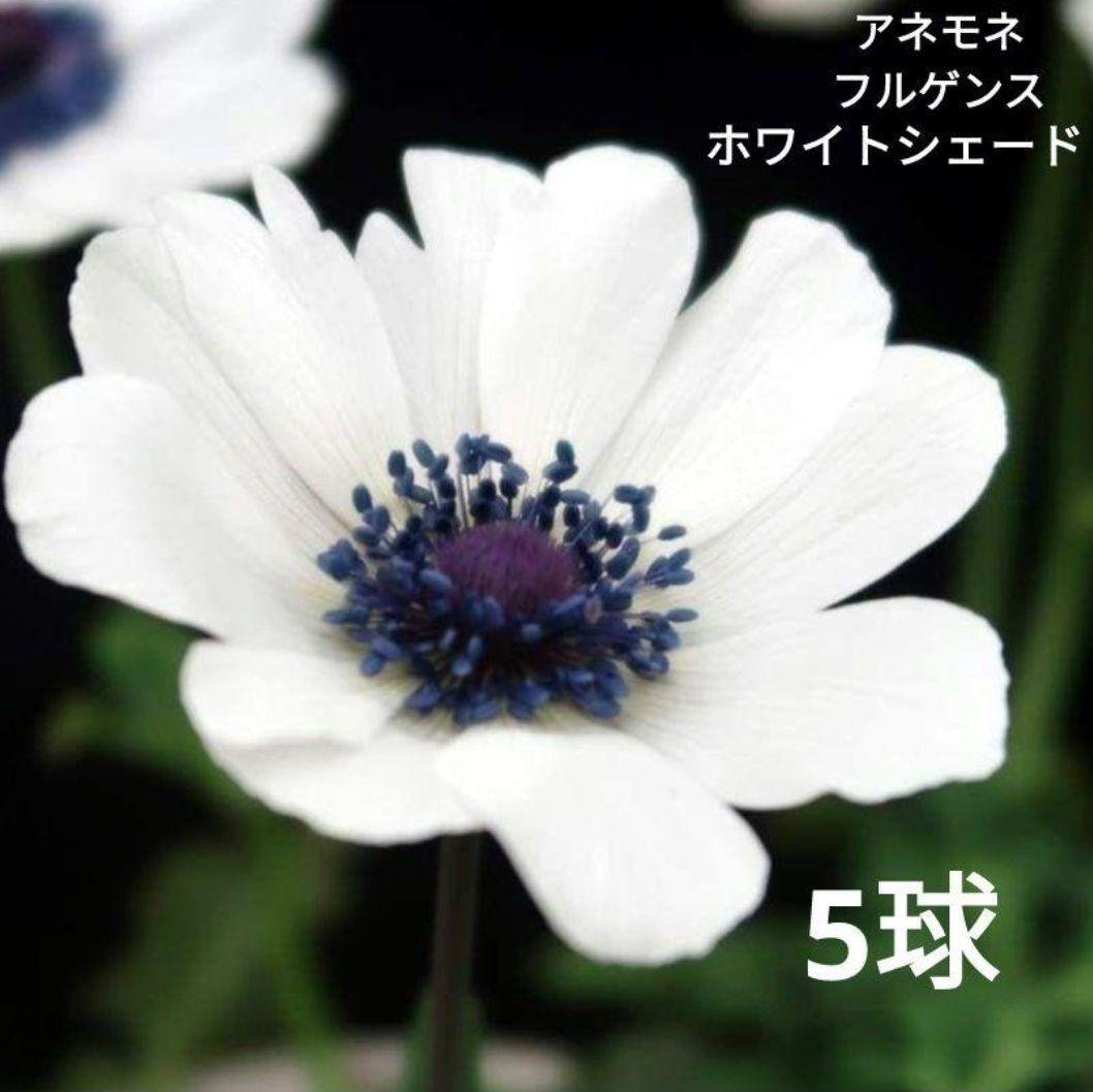 ☆美晴☆様おまとめ春咲球根セット