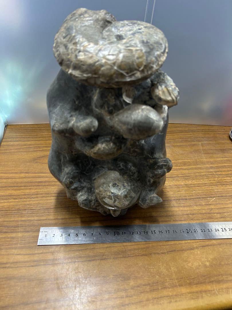 中川産 リーシティス・ミニムス（アンモナイト化石標本）　約6.5kg