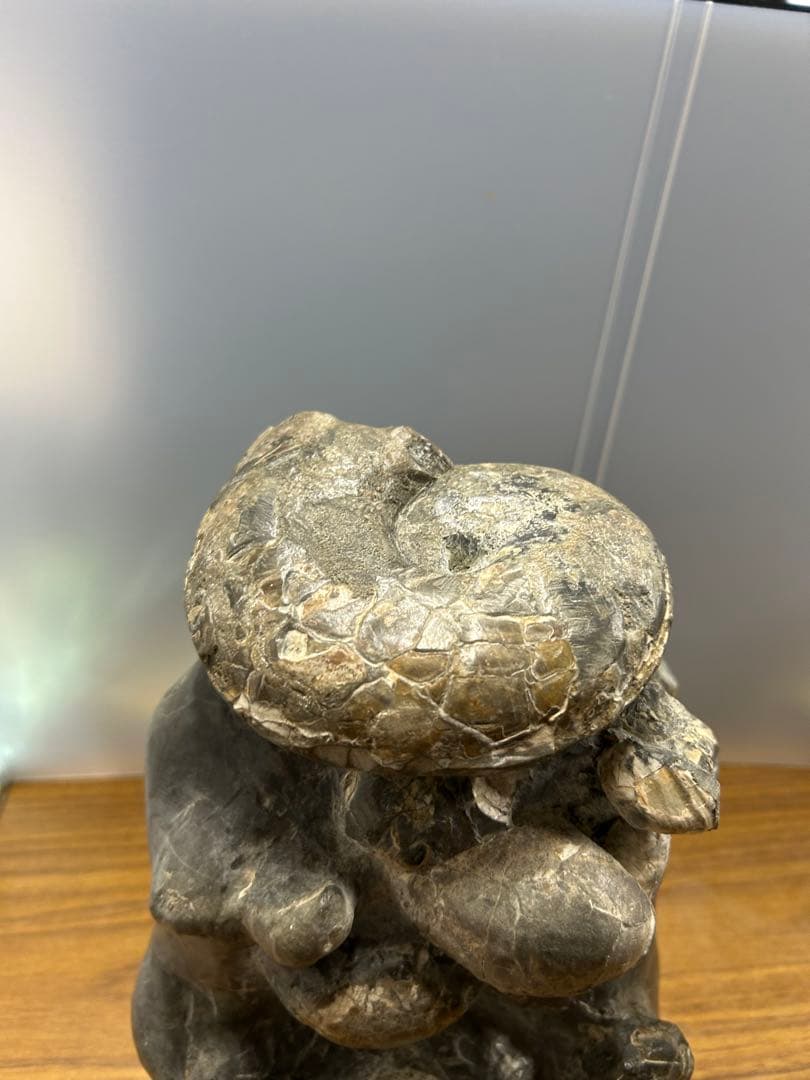 中川産 リーシティス・ミニムス（アンモナイト化石標本）　約6.5kg