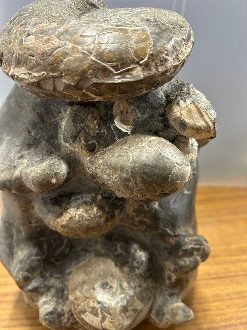 中川産 リーシティス・ミニムス（アンモナイト化石標本）　約6.5kg