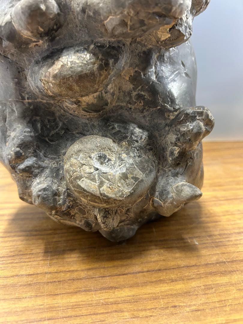 中川産 リーシティス・ミニムス（アンモナイト化石標本）　約6.5kg