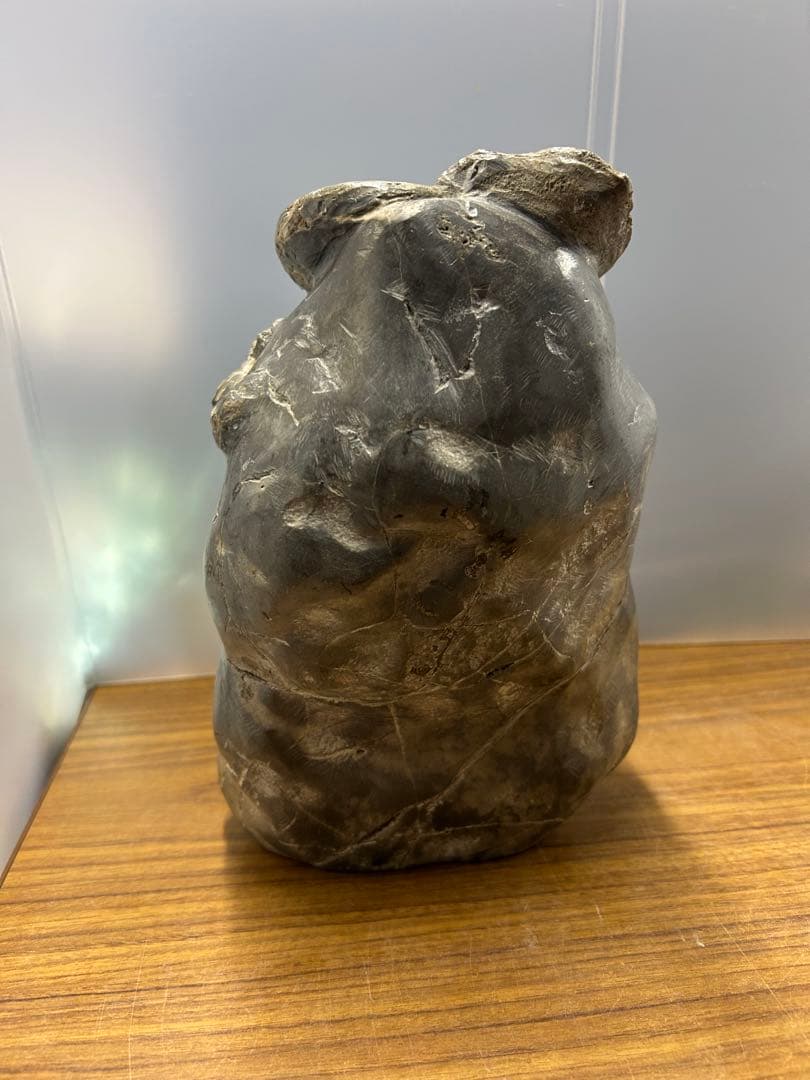 中川産 リーシティス・ミニムス（アンモナイト化石標本）　約6.5kg