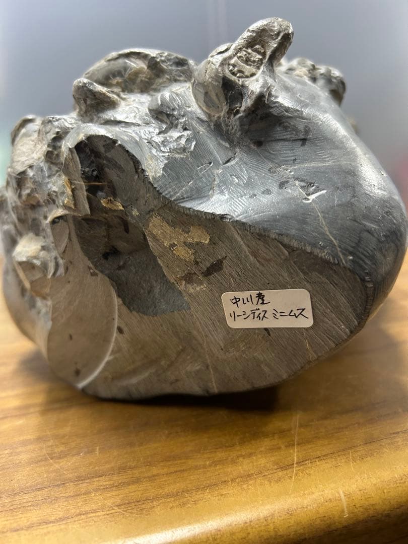 中川産 リーシティス・ミニムス（アンモナイト化石標本）　約6.5kg