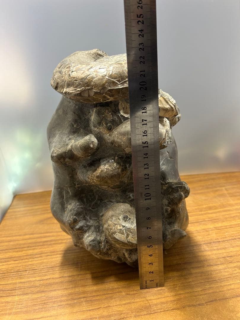 中川産 リーシティス・ミニムス（アンモナイト化石標本）　約6.5kg