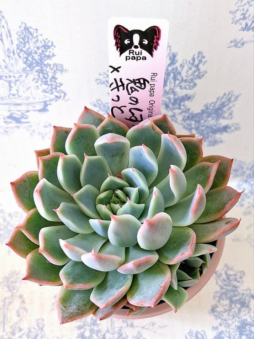 鬼のしずく×きっと札付きポットごとメルカリ便ルイパパさん苗