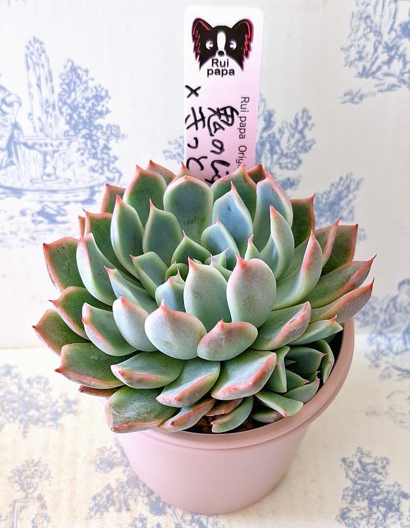 鬼のしずく×きっと札付きポットごとメルカリ便ルイパパさん苗