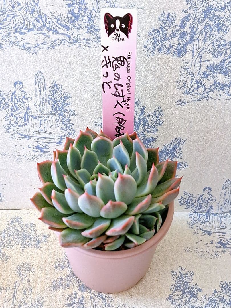 鬼のしずく×きっと札付きポットごとメルカリ便ルイパパさん苗