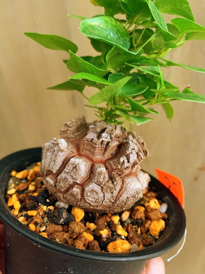 アフリカ亀甲竜　no79