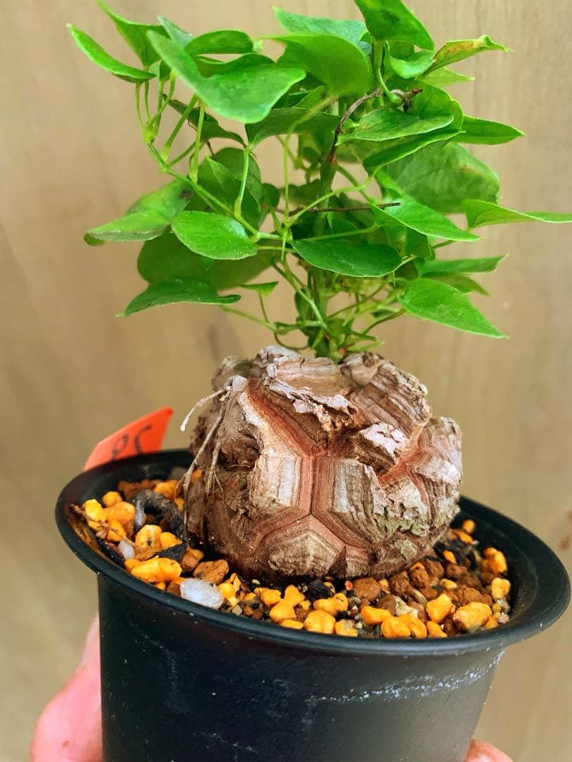 アフリカ亀甲竜　no79