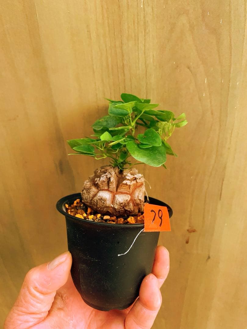 アフリカ亀甲竜　no79