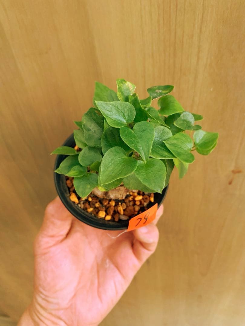 アフリカ亀甲竜　no79