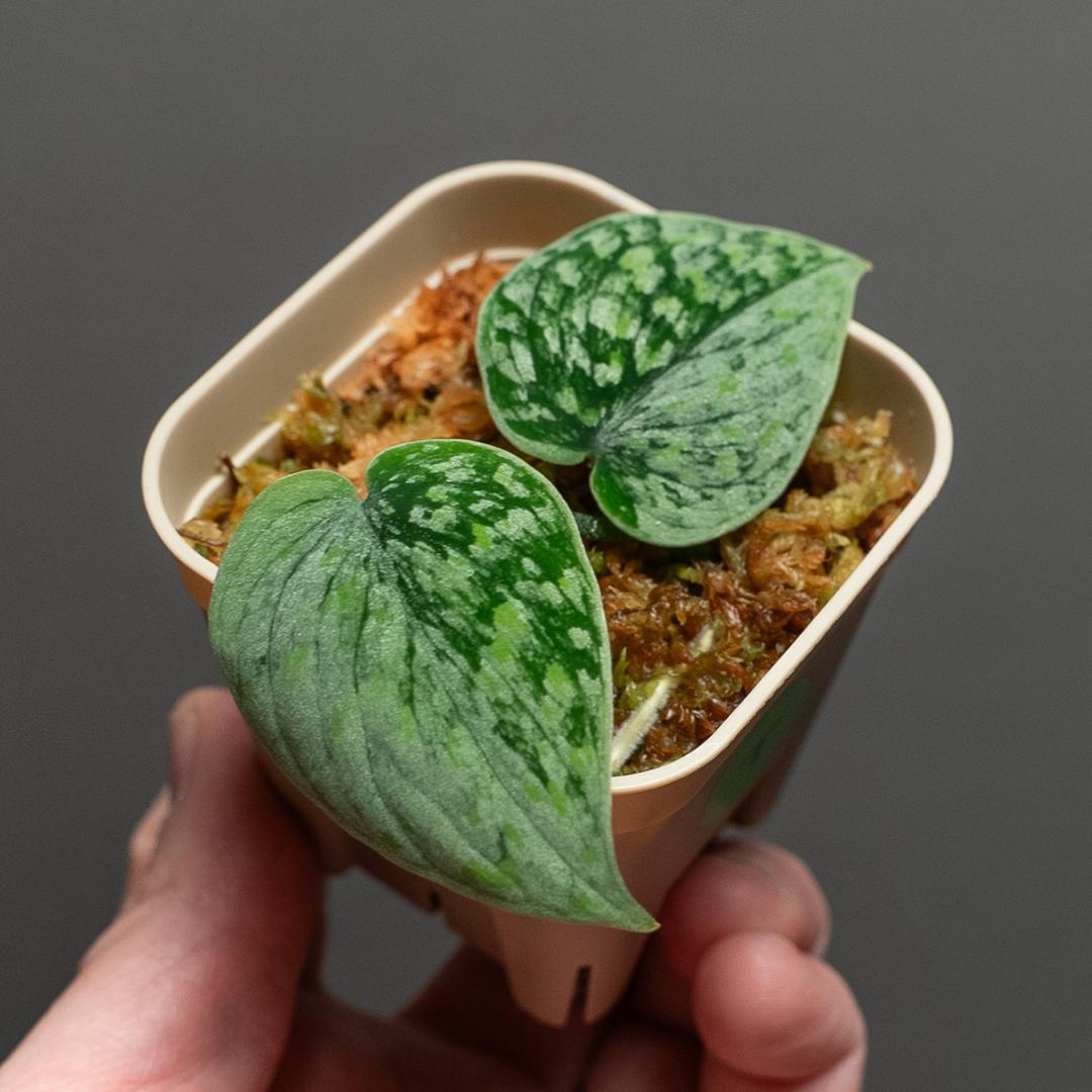 スキンダプサス スノーフレック ミューテーション / Scindapsus