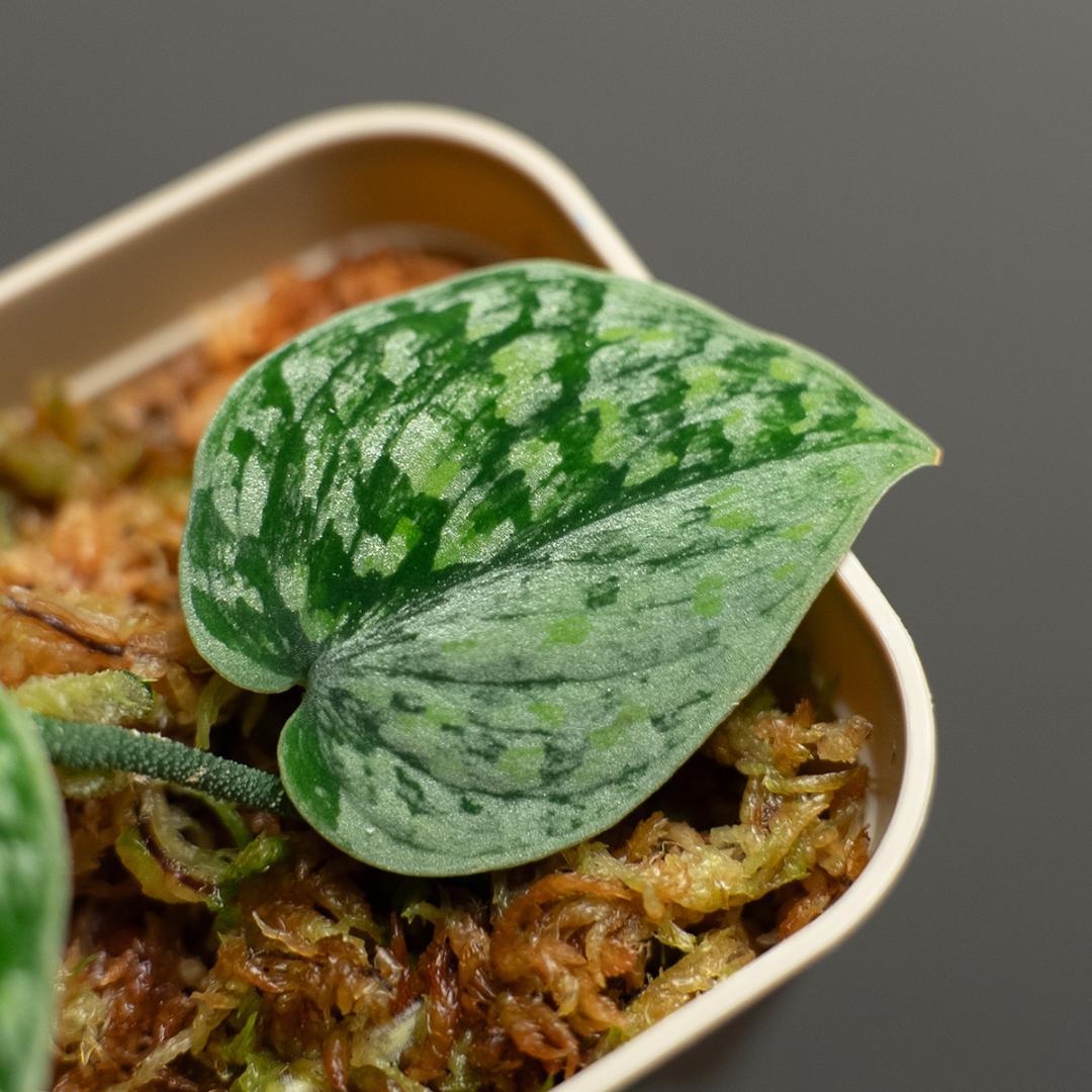 スキンダプサス スノーフレック ミューテーション / Scindapsus