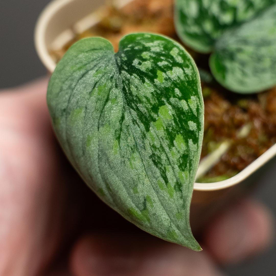 スキンダプサス スノーフレック ミューテーション / Scindapsus