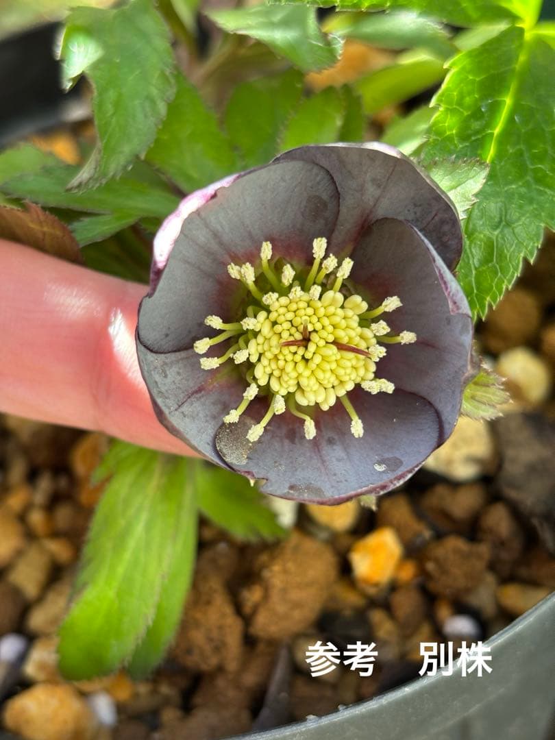 若泉ファーム クリスマスローズ グレープルプラhyb 株分