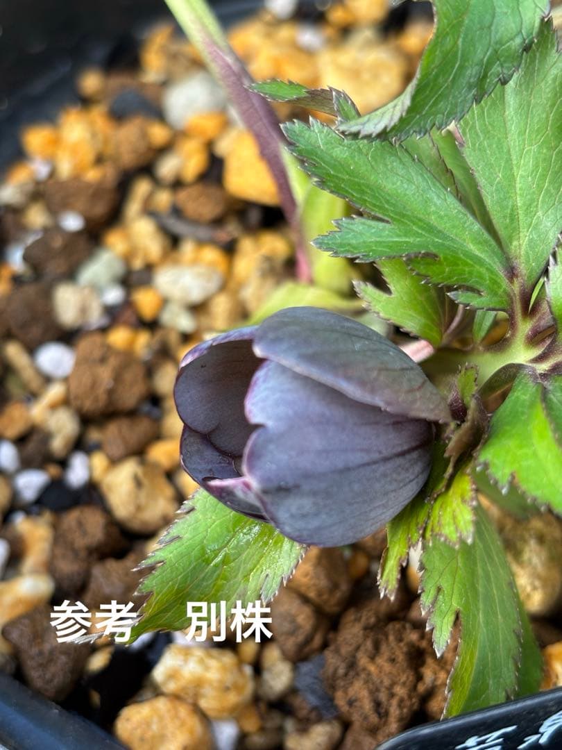 若泉ファーム クリスマスローズ グレープルプラhyb 株分